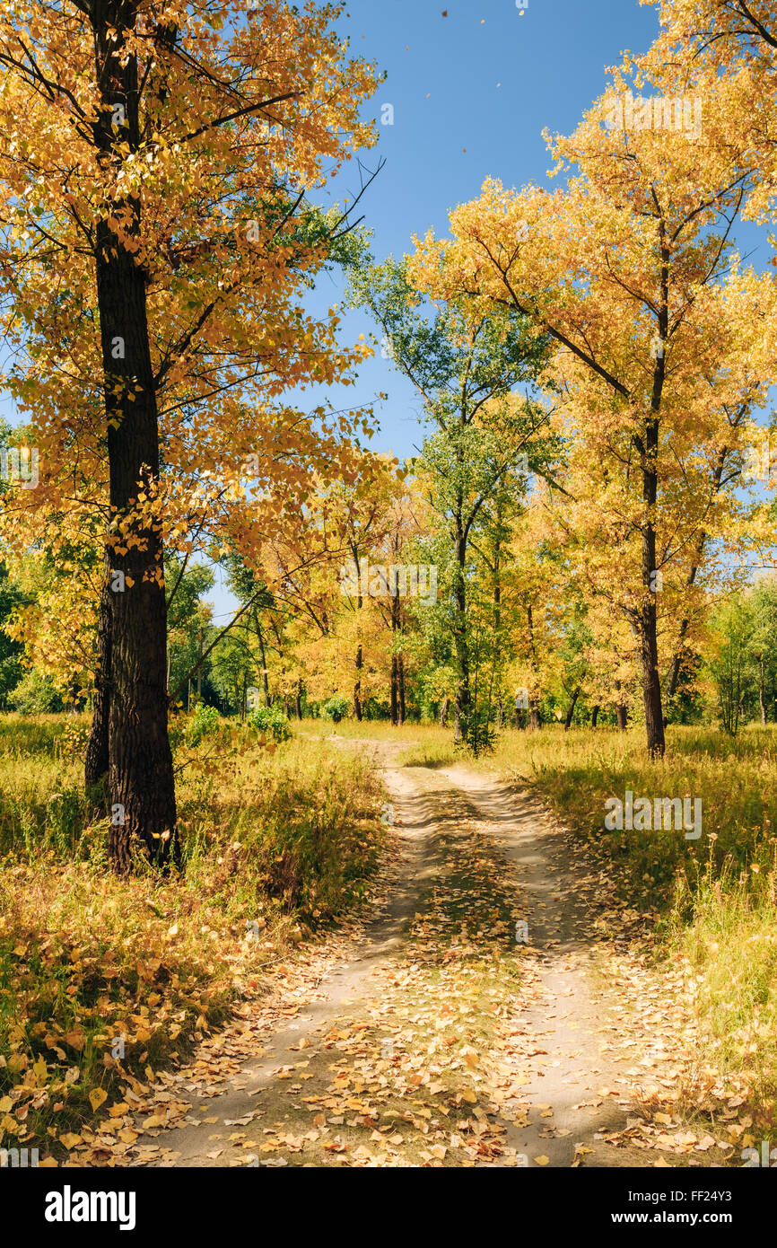 Route Chemin Chemin Sentier sur Sunny Day Sunny en automne les arbres forestiers. Nature Bois Soleil Contexte Banque D'Images