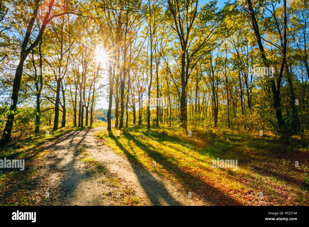 Route Chemin Chemin Sentier sur Sunny Day Sunny en automne les arbres forestiers, l'herbe verte. Nature Bois Soleil Arrière-plan. Instant Tonique Amp Banque D'Images