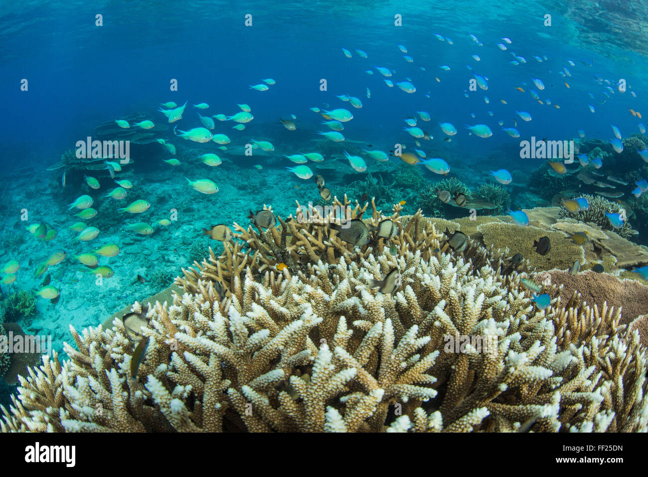 Parmi les poissons de récifs profusion de disque platine en Pulau Setaih Island, archipel Natuna, Indonésie, Asie du Sud, Asie Banque D'Images