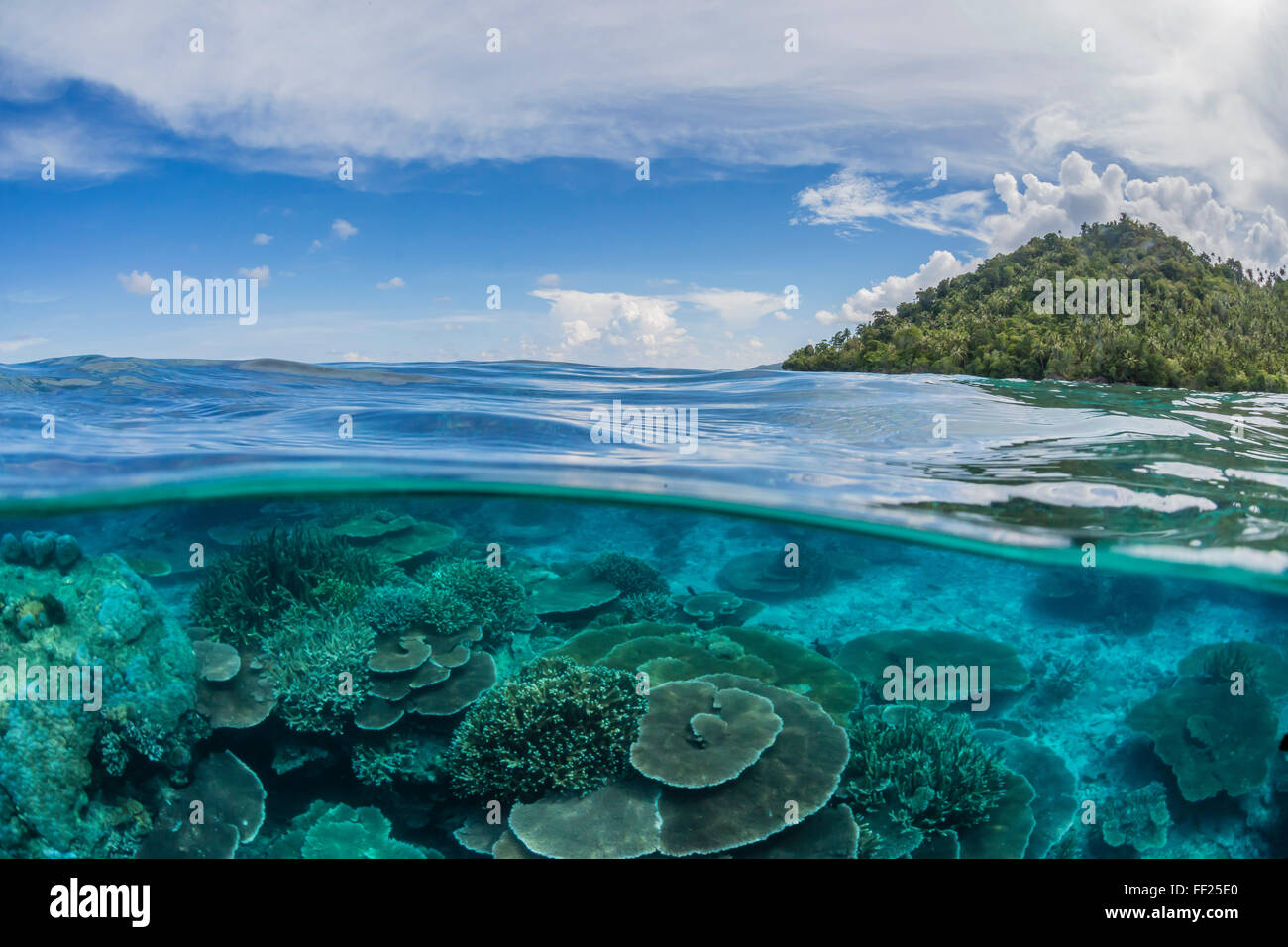 La moitié supérieure et la moitié inférieure vue de coraux à l'île de Pulau Setaih, archipel Natuna, Indonésie, Asie du Sud, Asie Banque D'Images
