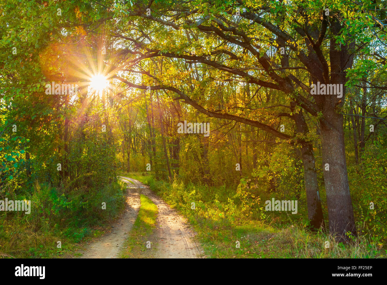 Route Chemin Chemin Sentier sur Sunny Day Sunny en automne les arbres forestiers, l'herbe verte. Nature Bois Soleil Arrière-plan. Instant Tonique Amp Banque D'Images