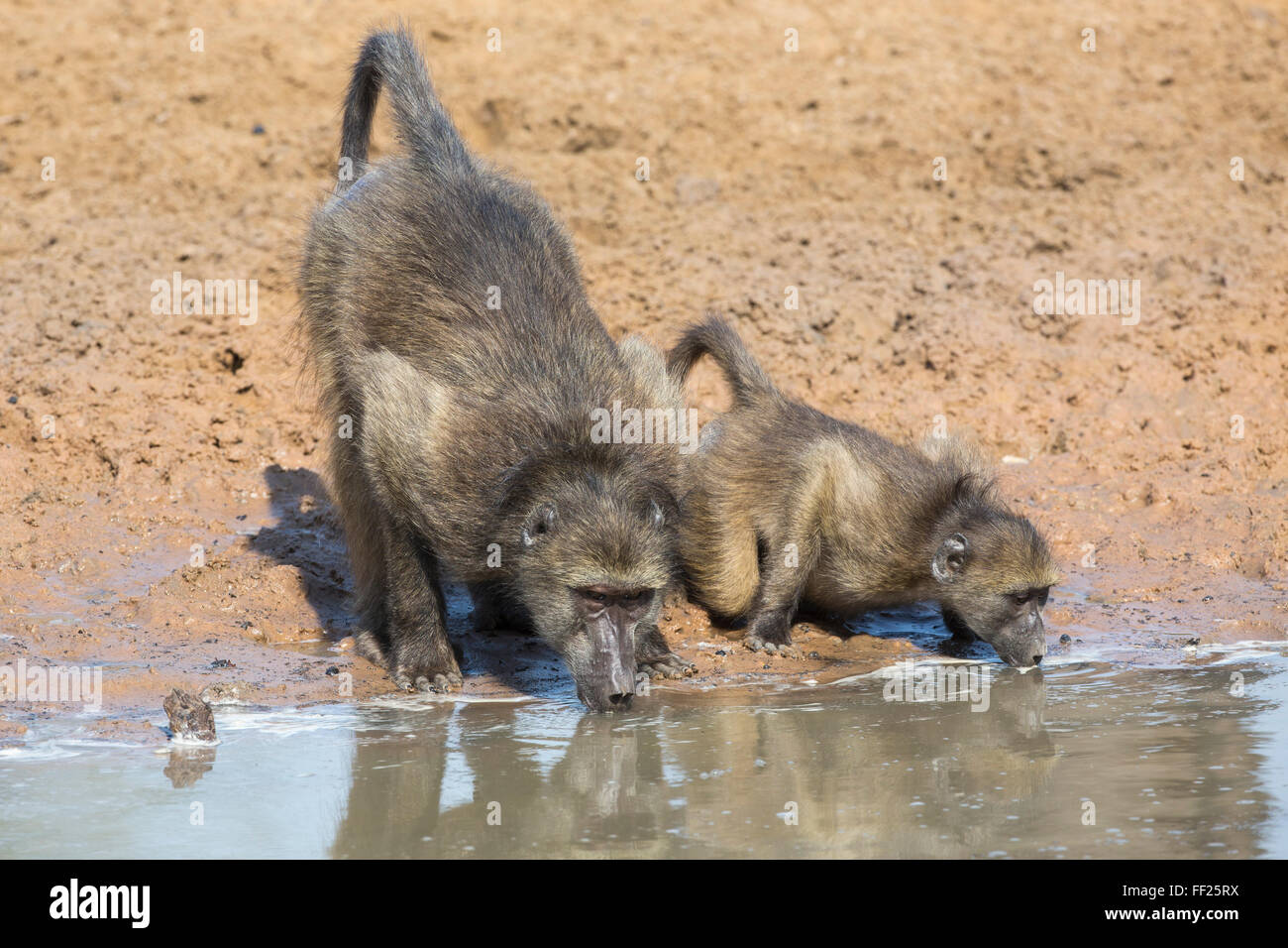 Des babouins Chacma Papio (cynocephaRMus waterhoRMe à), Mkhuze game reserve, KwaZuRMu-NataRM, Afrique du Sud, l'Afrique Banque D'Images