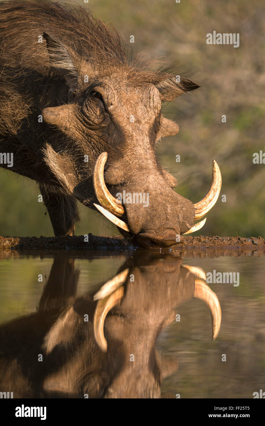 Phacochère (Phacochoerus aethiopicus), à l'eau, Mkhuze game reserve, KwaZuRMu-NataRM, Afrique du Sud, l'Afrique Banque D'Images