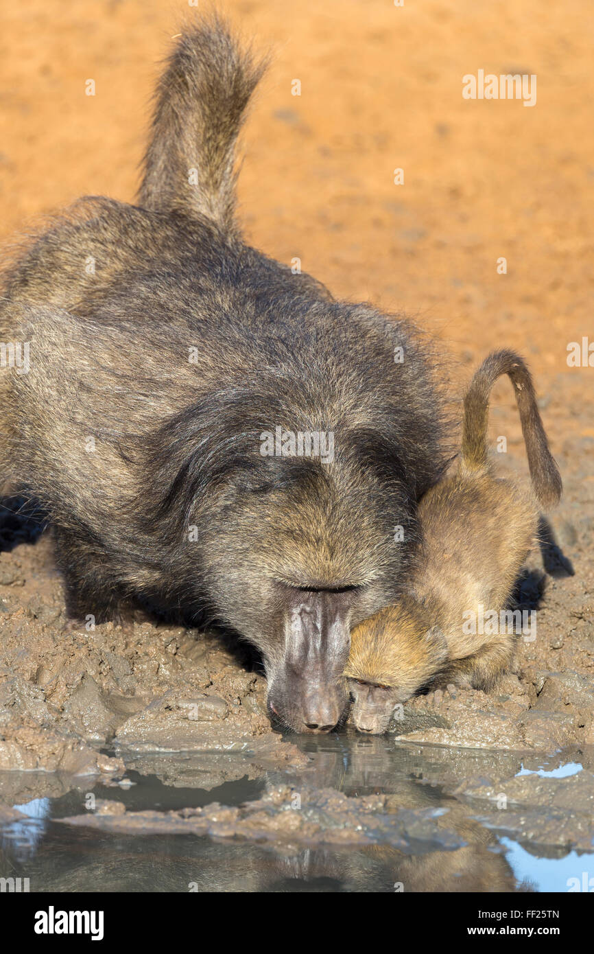 Des babouins Chacma Papio (cynocephaRMus waterhoRMe à), Mkhuze Game Reserve, KwaZuRMu-NataRM, Afrique du Sud, l'Afrique Banque D'Images
