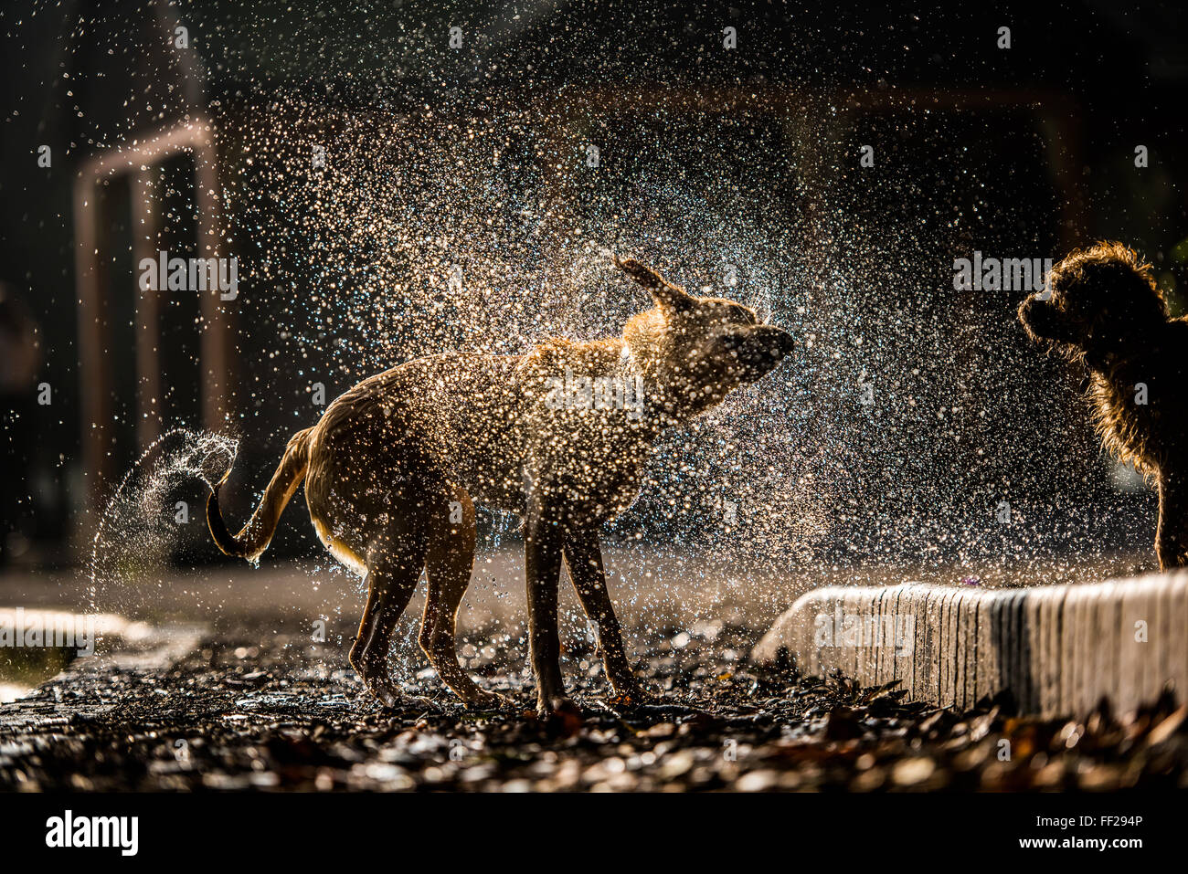 Golden labrador secouer l'eau dans Battersea Park, Londres, Angleterre, Royaume-Uni, Europe Banque D'Images
