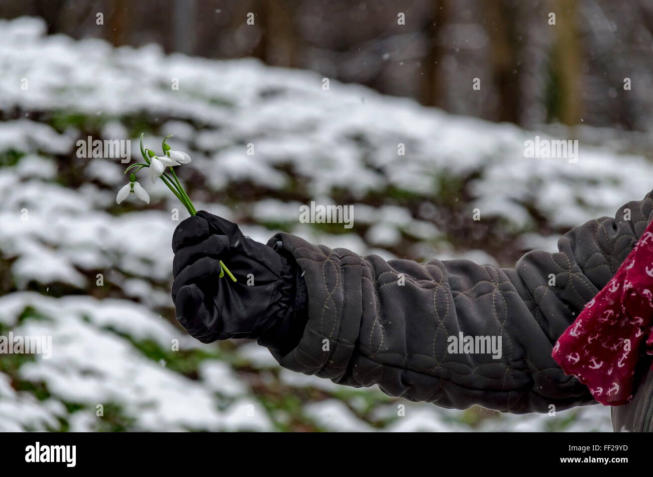 Snowdrop fleur en femme part en hiver, Sofia Bulgarie Banque D'Images