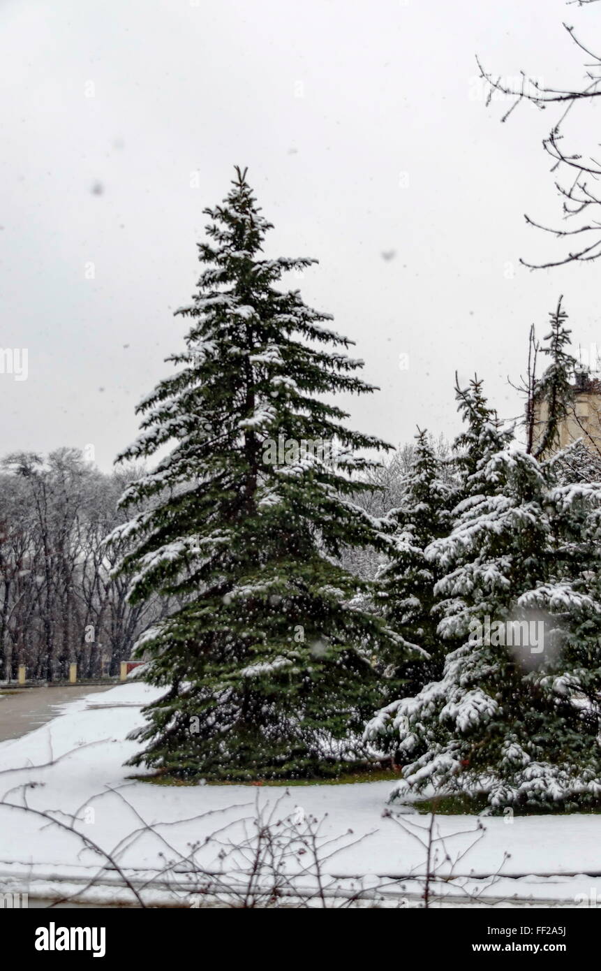 Pins dans jardin de neige, Sofia Bulgarie Banque D'Images