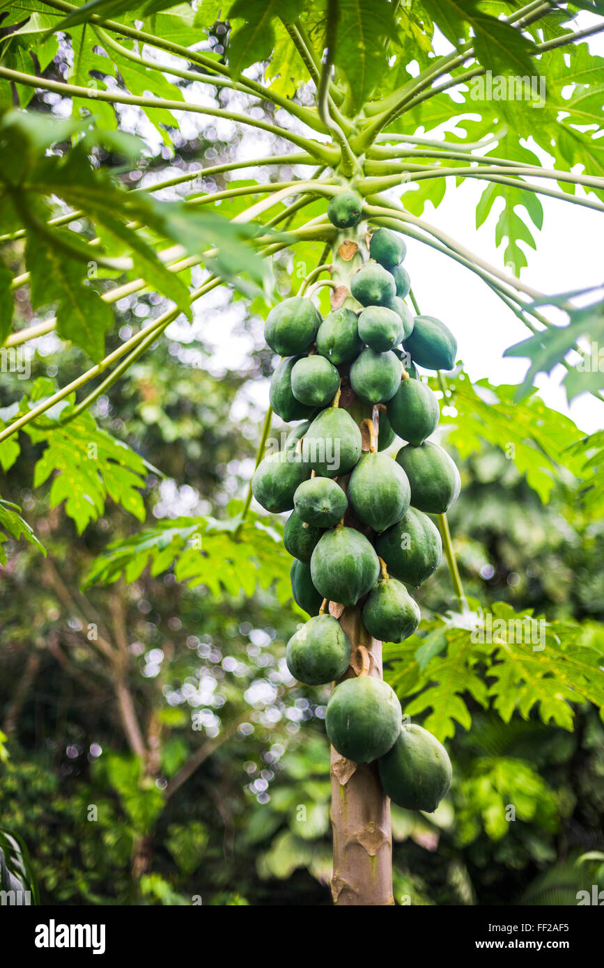 Papaya tree, Amazon Rainforest, Coca, Equateur, Amérique du Sud Banque D'Images