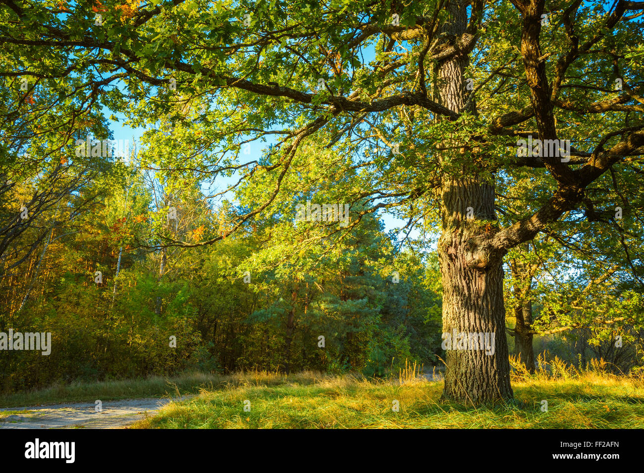 Route Chemin Chemin Sentier sur journée ensoleillée en été ensoleillé les arbres forestiers, l'herbe verte. Nature Bois Soleil Arrière-plan. Instant Tonique Amp Banque D'Images