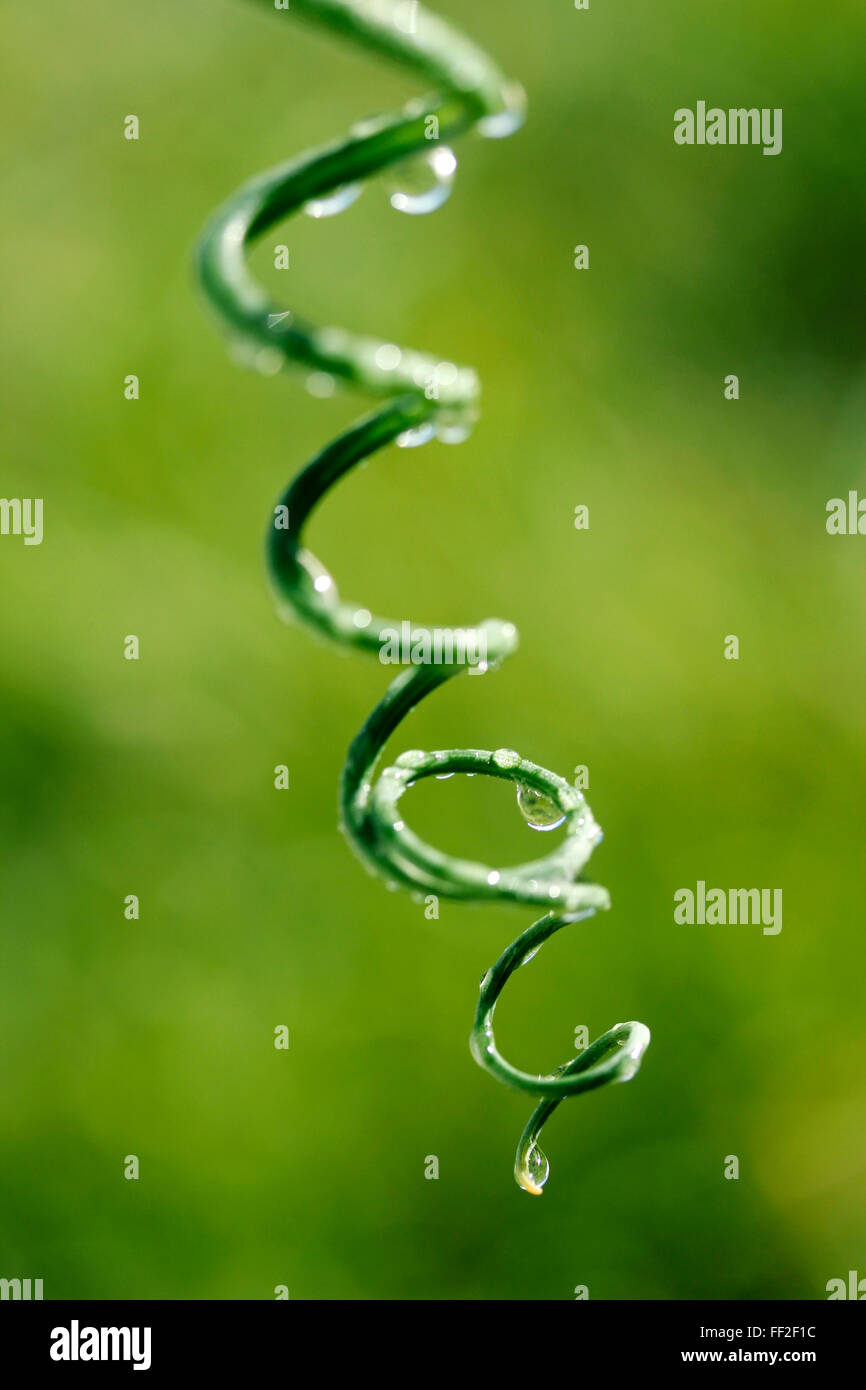 Des gouttelettes de la vrille. Albuca spiralis Banque D'Images