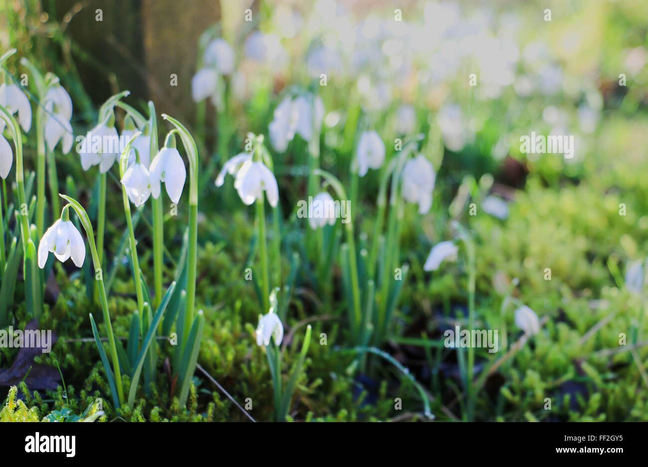 Le printemps arrive Photo Stock Alamy — free download