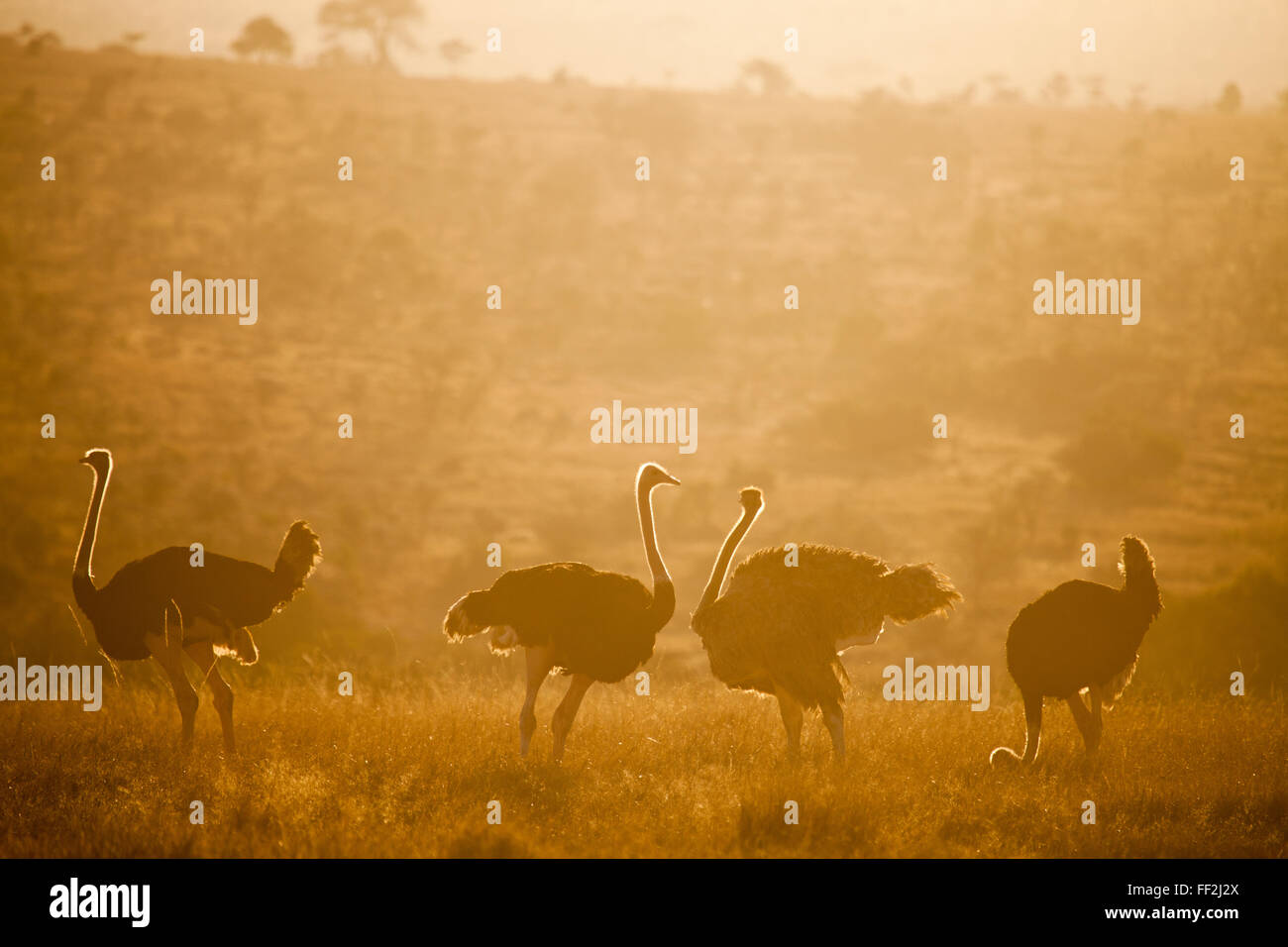 Les autruches (Struthio) cameRMus au coucher du soleil, le Kenya, l'Afrique de l'Est, l'Afrique Banque D'Images