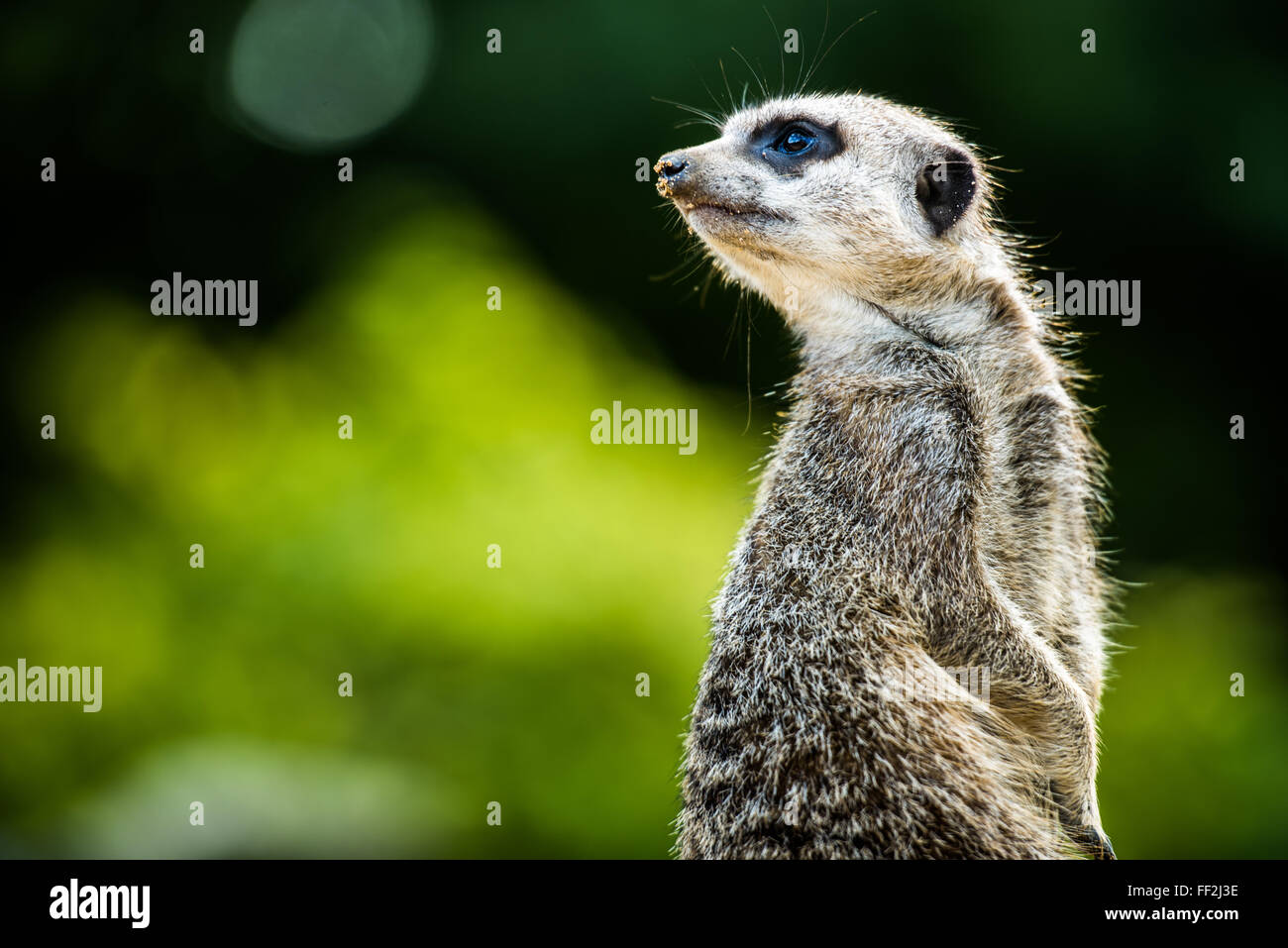 Meerkat (Suricata suricatta), en captivité, Royaume-Uni, Europe Banque D'Images