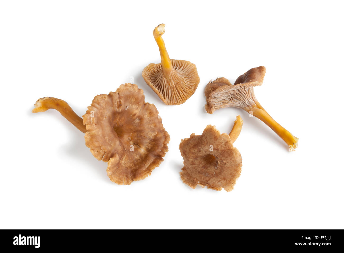 Matières premières fraîches champignons Chanterelle grise sur fond blanc Banque D'Images