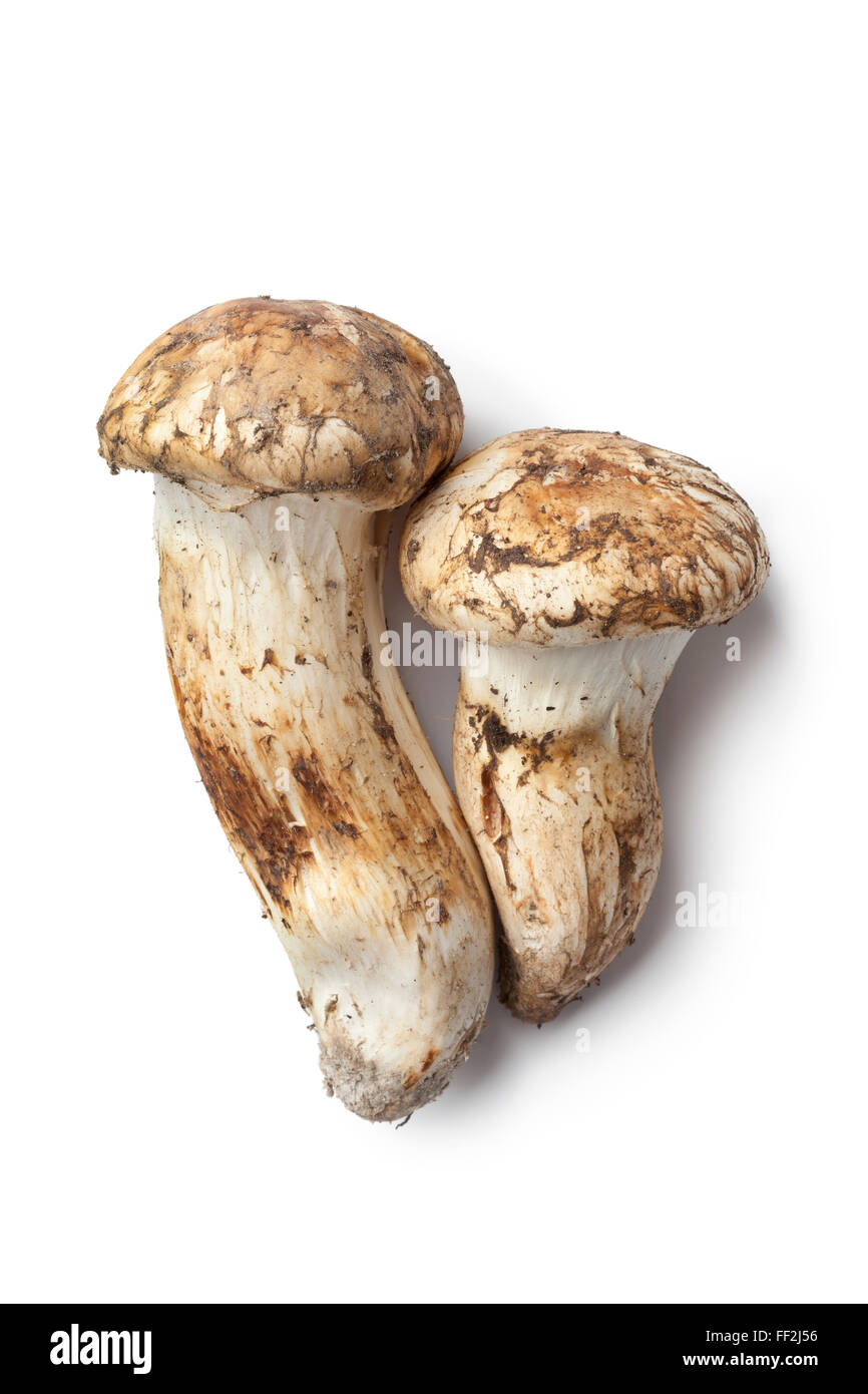 Matières premières fraîches champignons matsutake sur fond blanc Banque D'Images