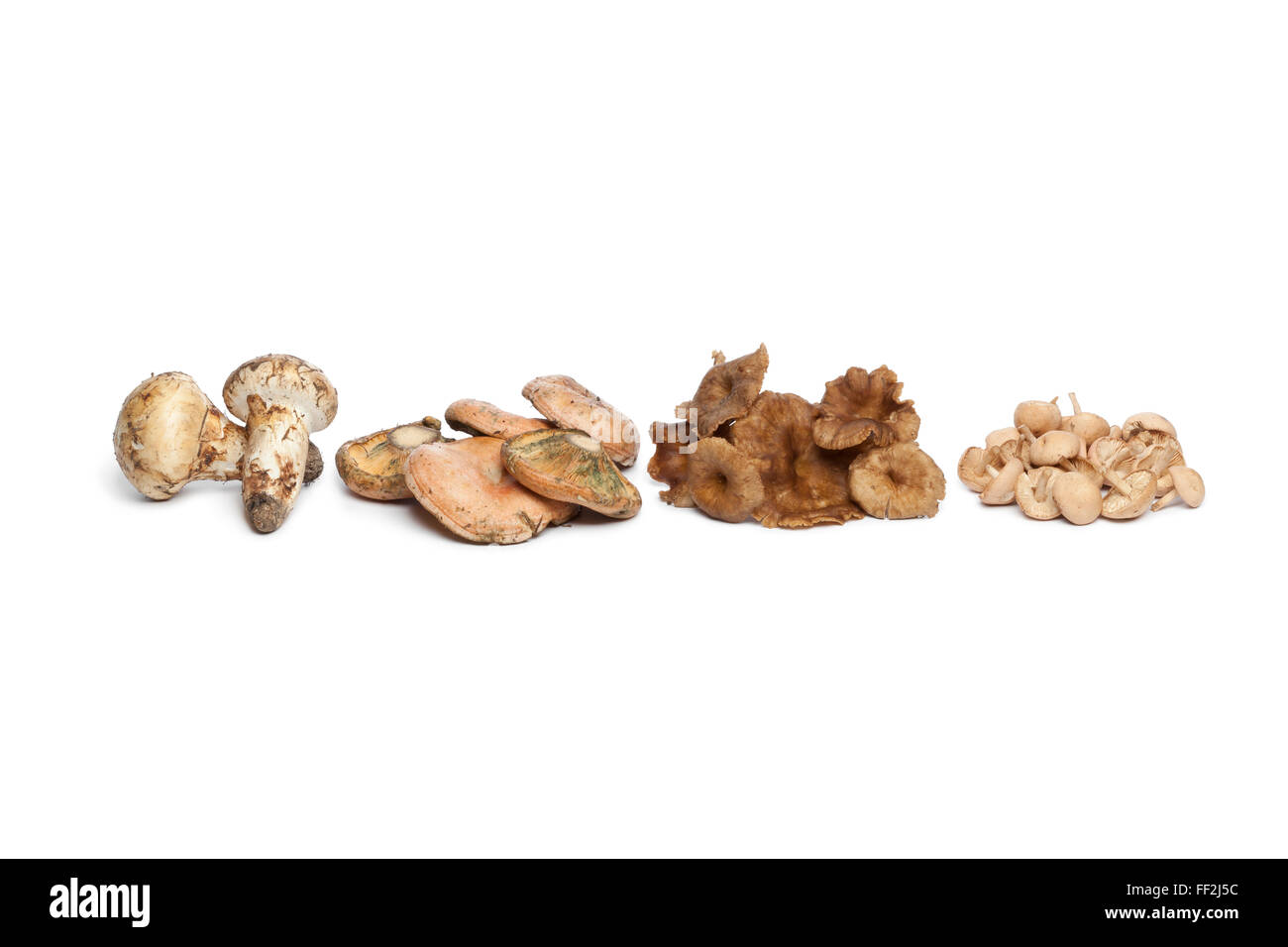 Variété de champignons d'automne dans une rangée sur fond blanc Banque D'Images