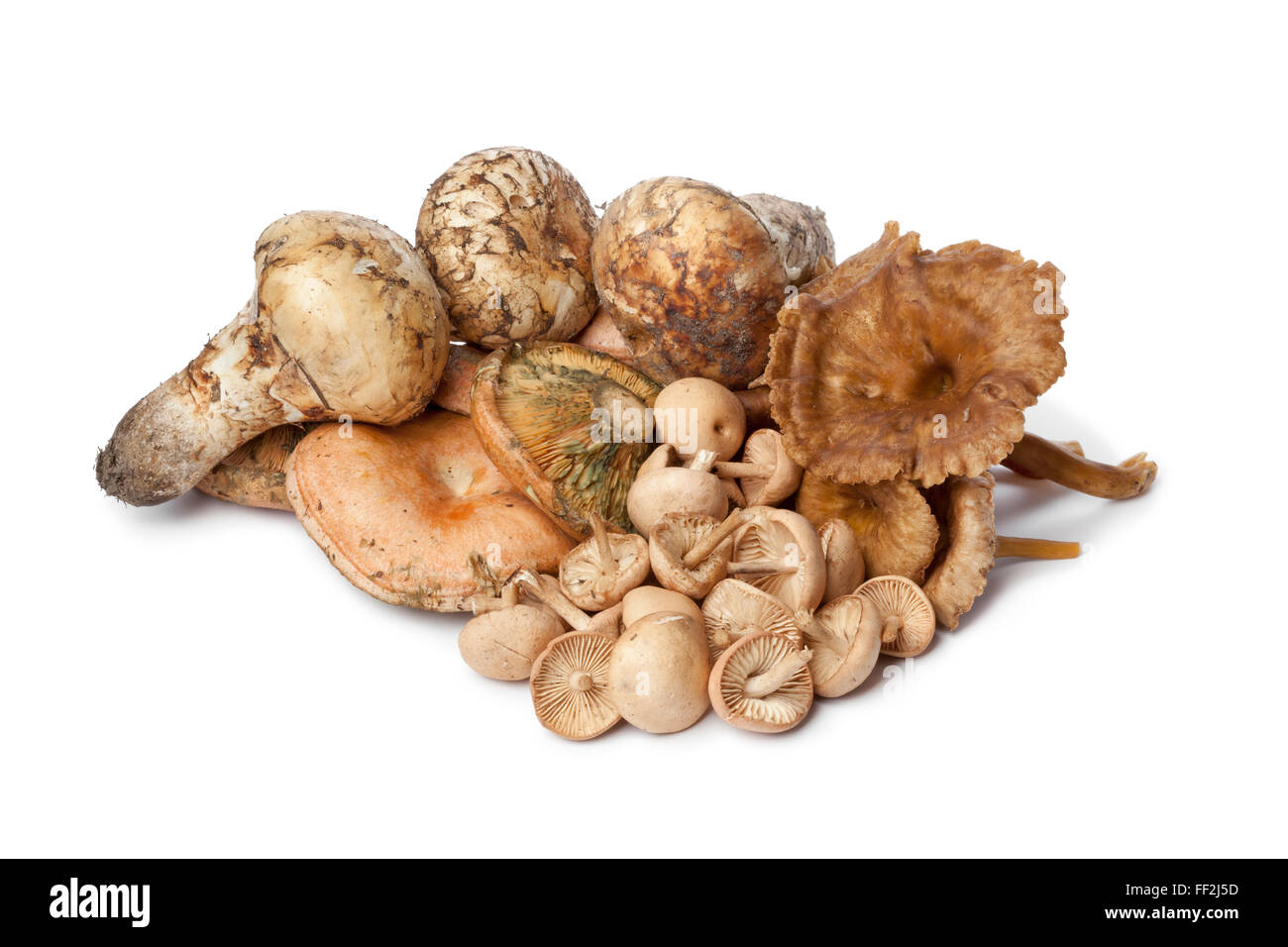 Variété de champignons d'automne sur fond blanc Banque D'Images