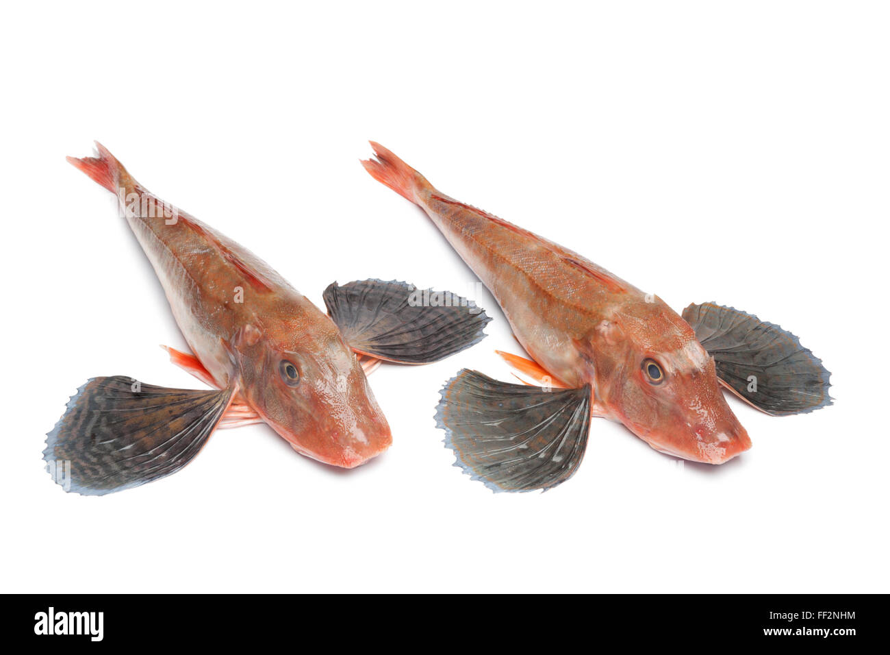 Matières premières fraîches grondin rouge poissons à nageoires propagation sur fond blanc Banque D'Images