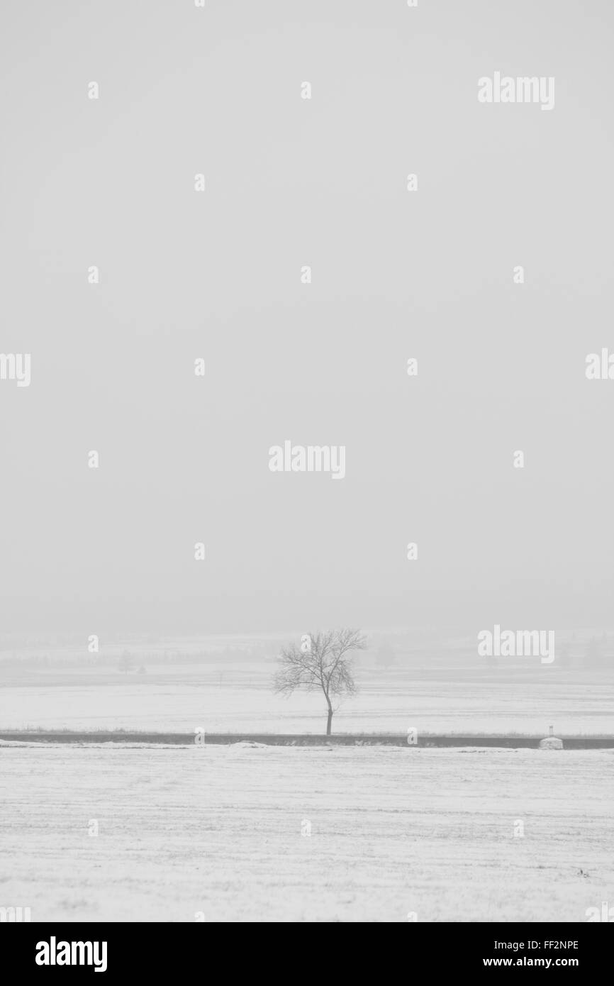 Un arbre solitaire sur le bord de la route, près d'une étape importante dans la définition de l'hiver. Au-dessus de l'espace de copie Banque D'Images