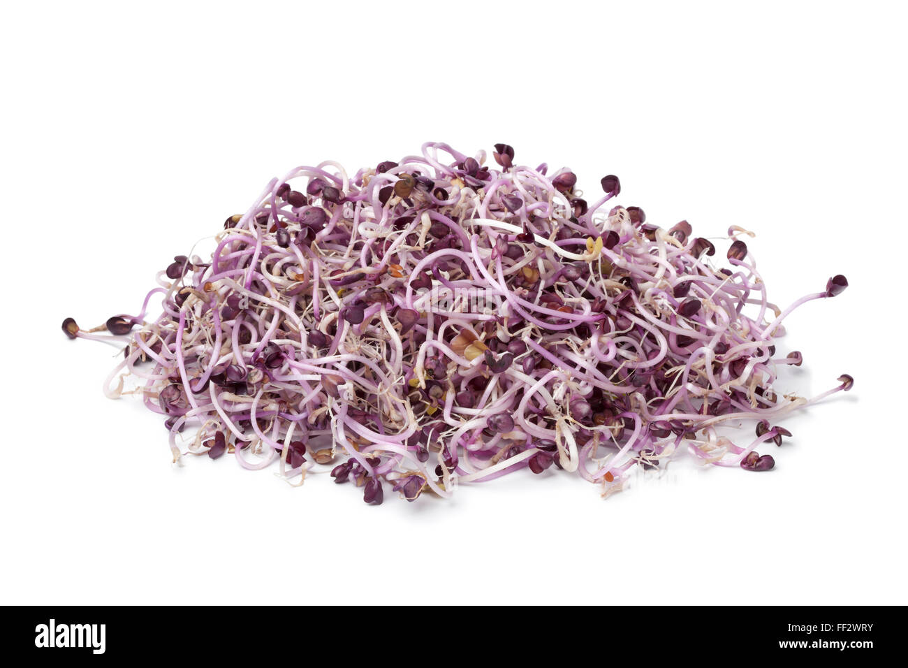 Germes de radis frais violet sur fond blanc Banque D'Images