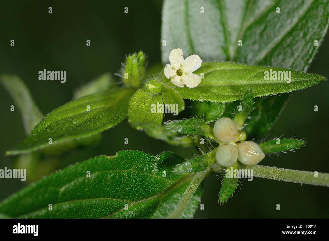 Grémil (Lithospermum officinale commun). Une plante de la famille des Boraginaceae, avec des fleurs et des nucules Banque D'Images