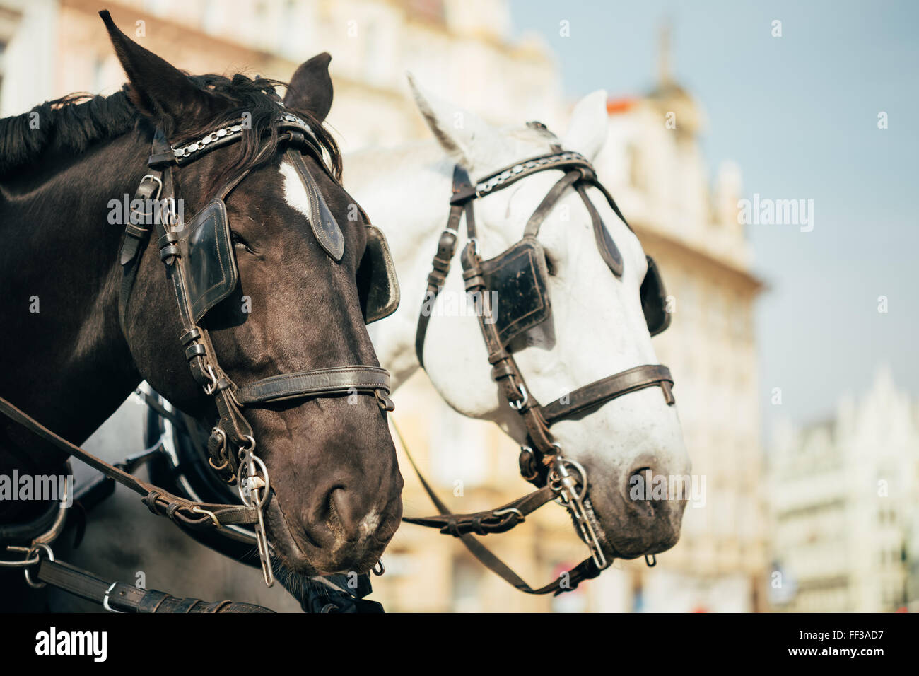 Deux chevaux - Blanc et Noir - sont mis à profit pour un panier pour conduire les touristes à Prague Old Town Square Banque D'Images