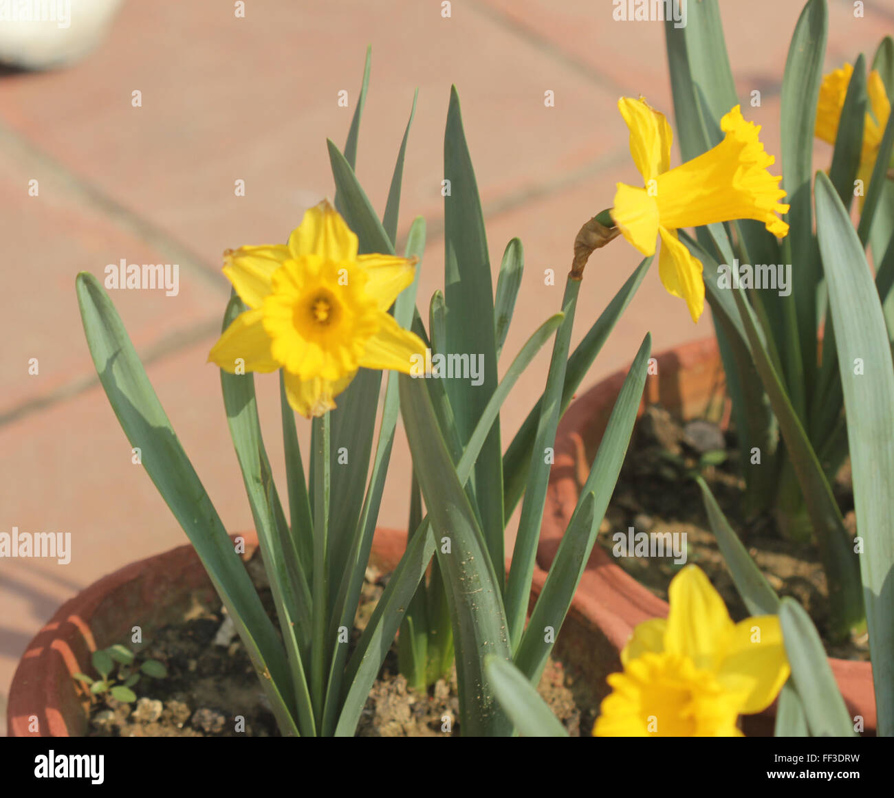 Narcissus pseudonarcissus jonquille sauvage, le carême, Lily, herbe vivace bulbeuse avec des fleurs jaunes sur une longue hampe florale, corona de long Banque D'Images