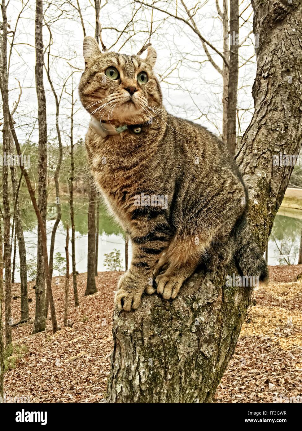 Une belle Highland Lynx à assis dans un arbre en regardant autour. Banque D'Images