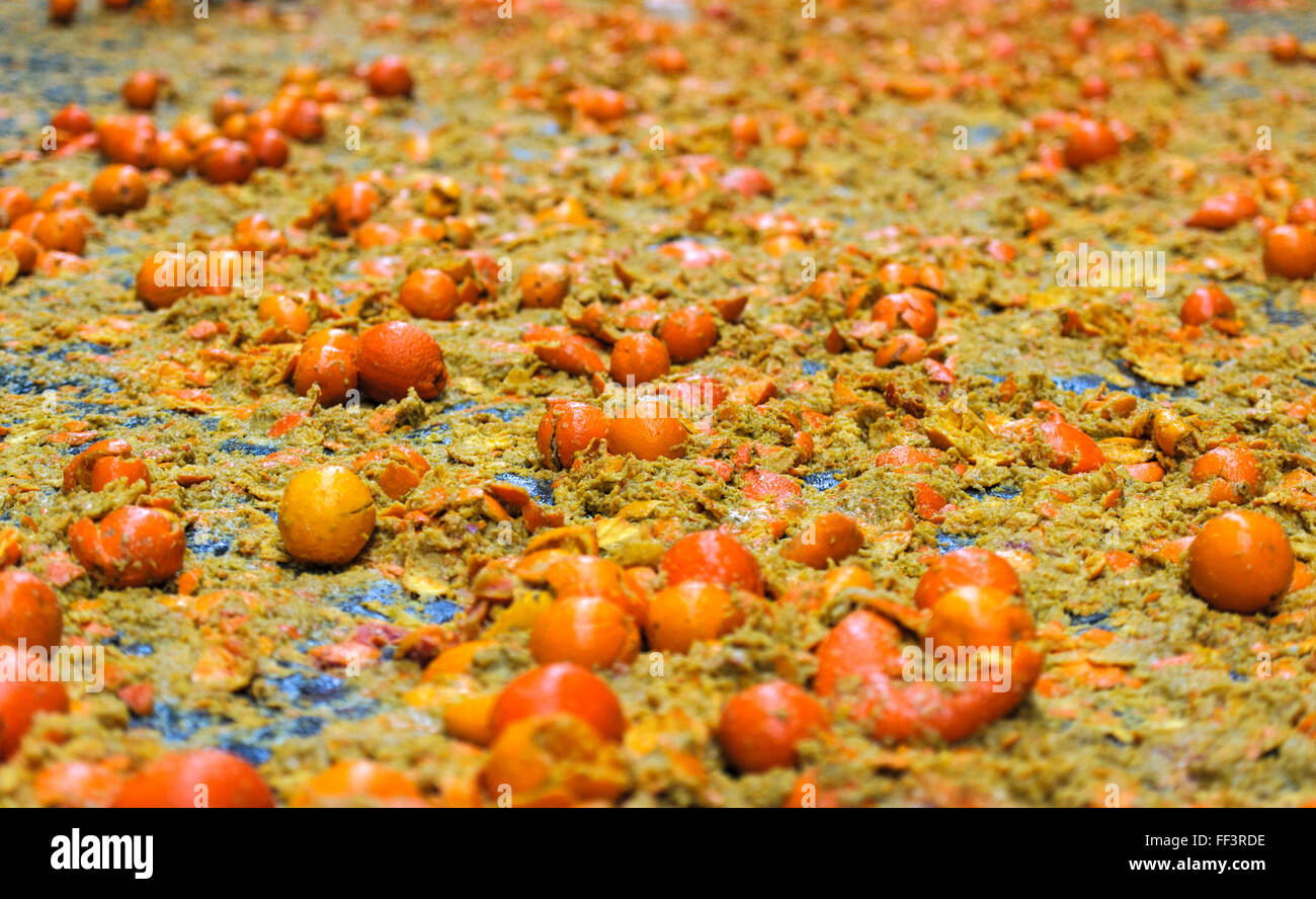 Ivrea, Italie. 09Th Feb 2016. Des oranges sur le terrain pendant la Bataille des Oranges qui a lieu chaque année au cours de l'Ivrée Carnaval. Credit : Nicolò Campo/Pacific Press/Alamy Live News Banque D'Images