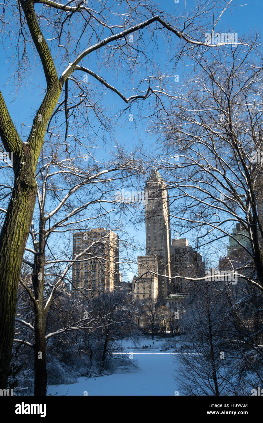 Les arbres de Central Park en pleine tempête, NYC, USA Banque D'Images