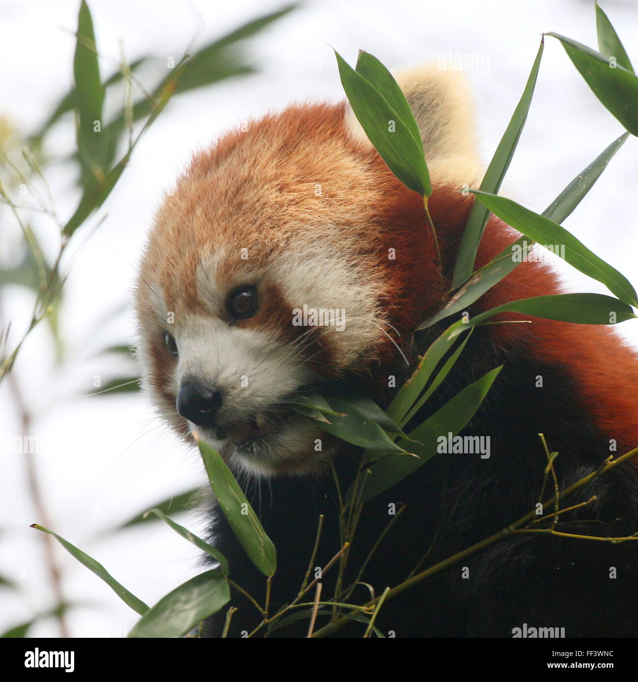 Gros plan de la tête d'un panda rouge asiatique (Ailurus fulgens) dans un arbre, à mâcher sur des feuilles de bambou. Banque D'Images