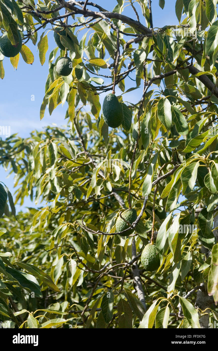 Avocat avocats arbre arbres plantes plat vergers verger de production des producteurs de plus en plus de producteurs agricoles les agriculteurs de fermes agricoles agriculteurs fru Banque D'Images