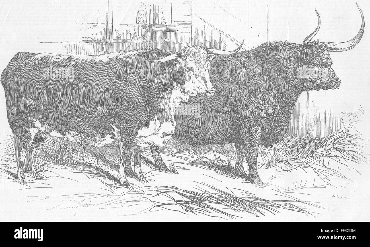 LONDON Club Smithfield Show 1847 bovins. Illustrated London News Banque D'Images