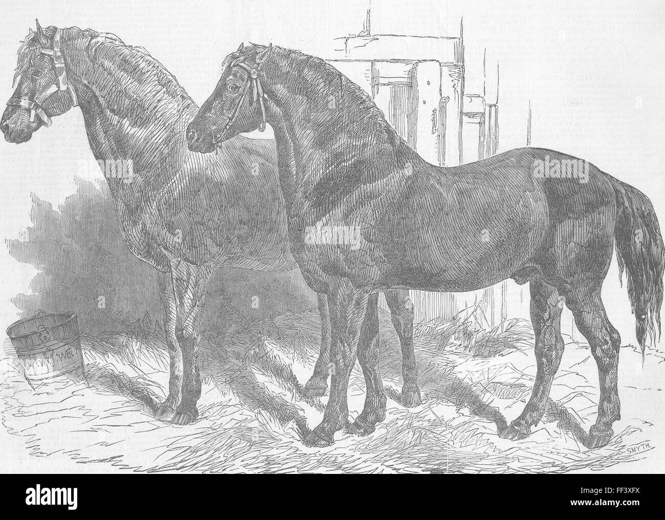 Les chevaux de l'élevage agricole pour 1849 objet. Illustrated London News Banque D'Images