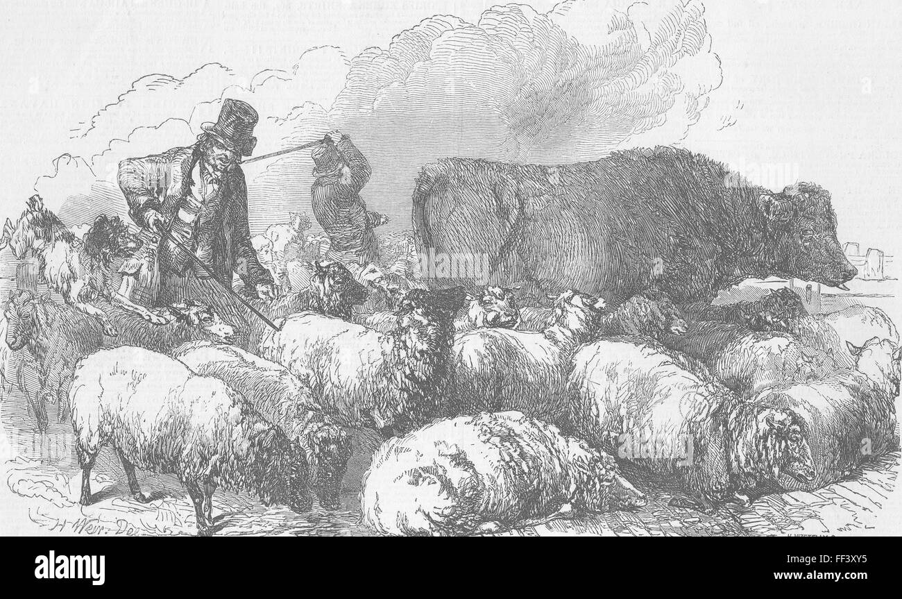 LONDON-Market-Sheep Smithfield drover's goad 1849. Illustrated London News Banque D'Images