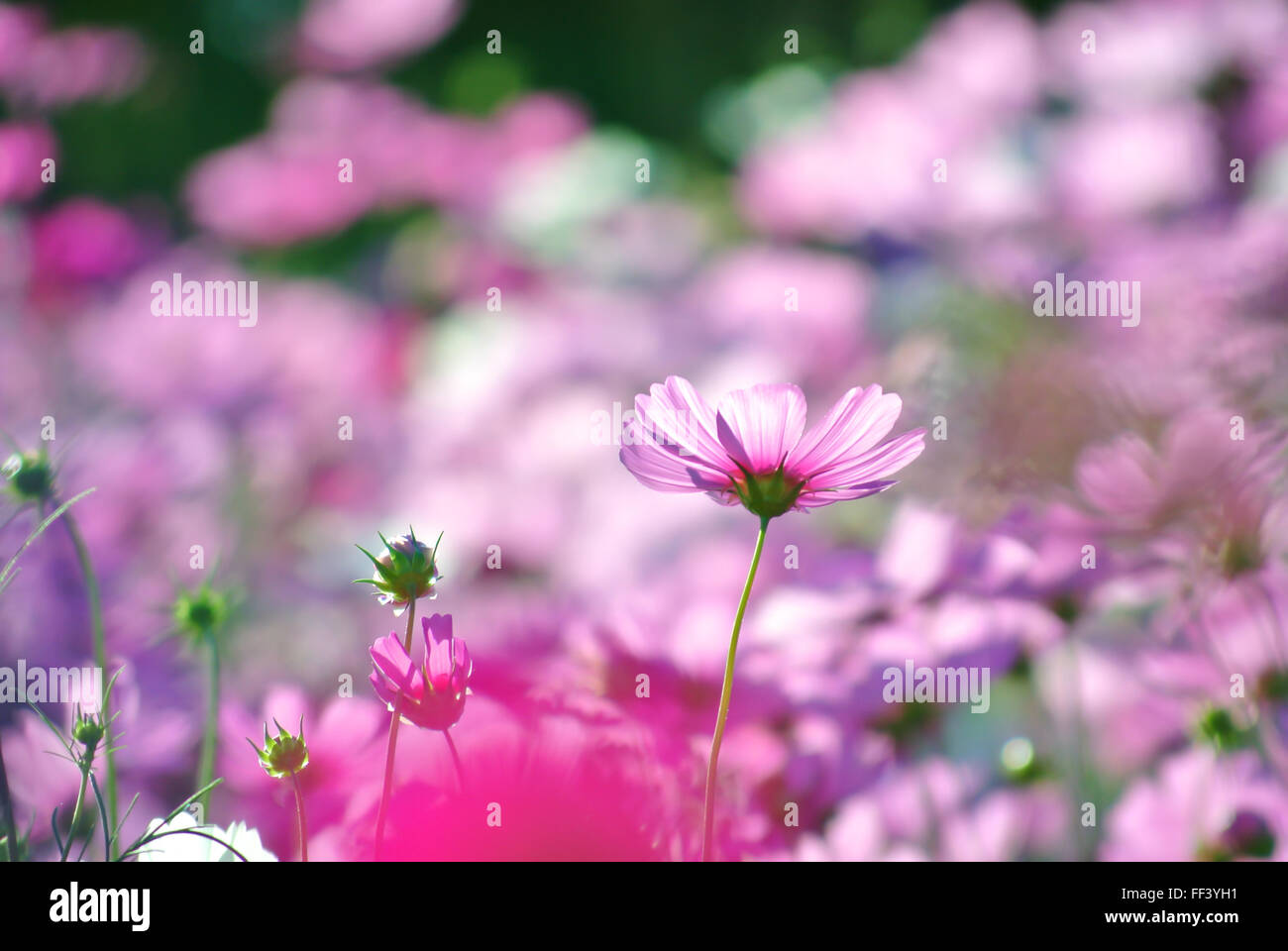 Violet, rose, rouge, cosmos fleurs du jardin avec ciel bleu et nuages de fond en style vintage soft focus. Banque D'Images