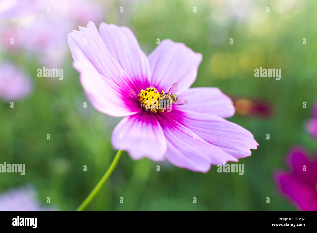 Les abeilles recueillent le nectar des fleurs. Banque D'Images