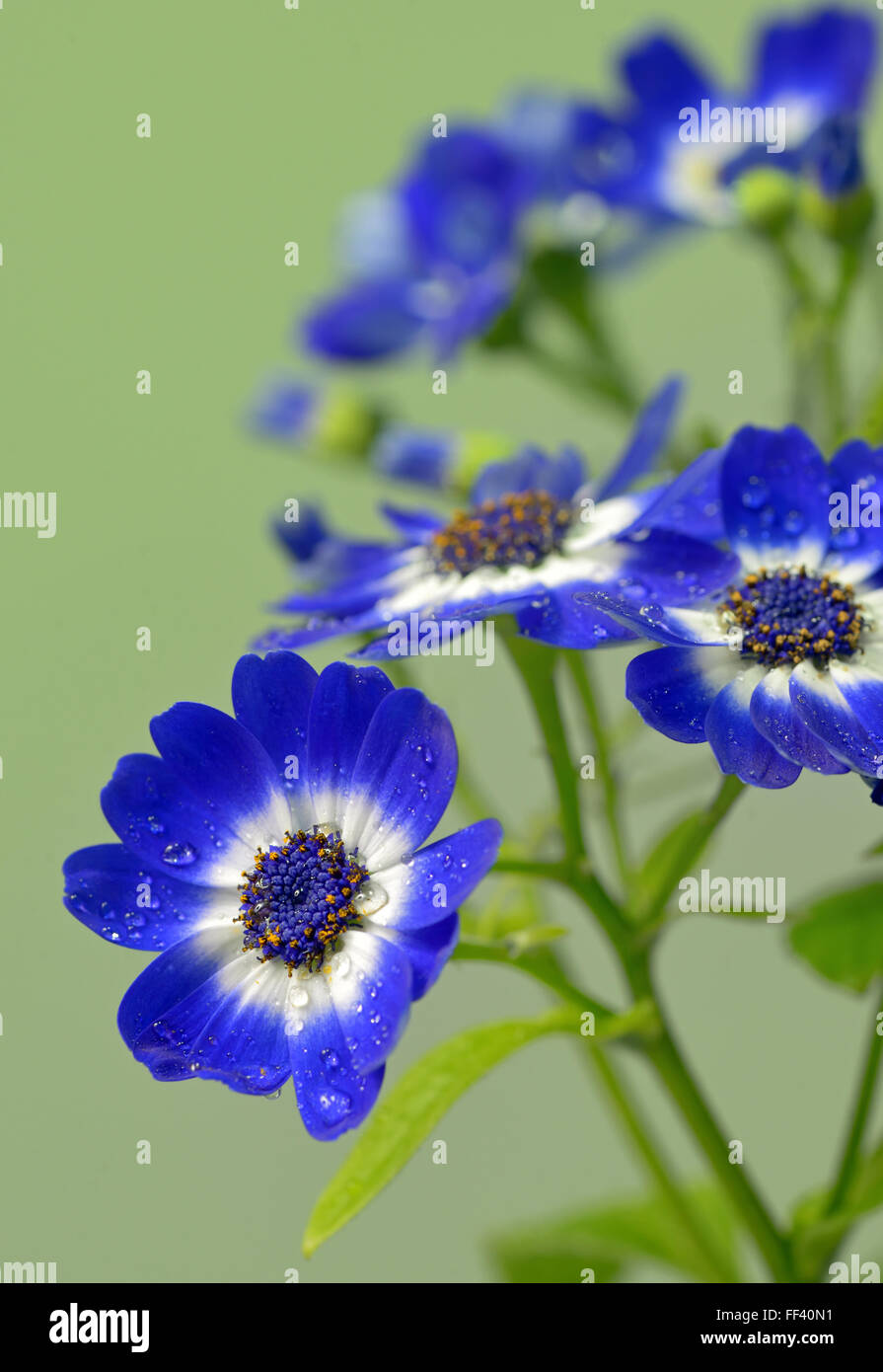La cinéraire bleu et blanc flowers in garden Banque D'Images