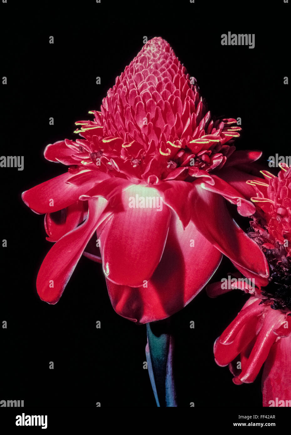 La plante a le nom botanique de Etinger elatior et est populaire comme plante ornementale dans les jardins de fleurs et de fleurs d'intérieur. Cette plante herbacée est originaire d'Asie du sud-est et souvent utilisé, il n'y en cuisine comme épice. Facilement reconnaissable par sa forme conique, la rose est rouge ou rose et parfois blanches. Il est également connu comme le Philippine Waxflower. Banque D'Images