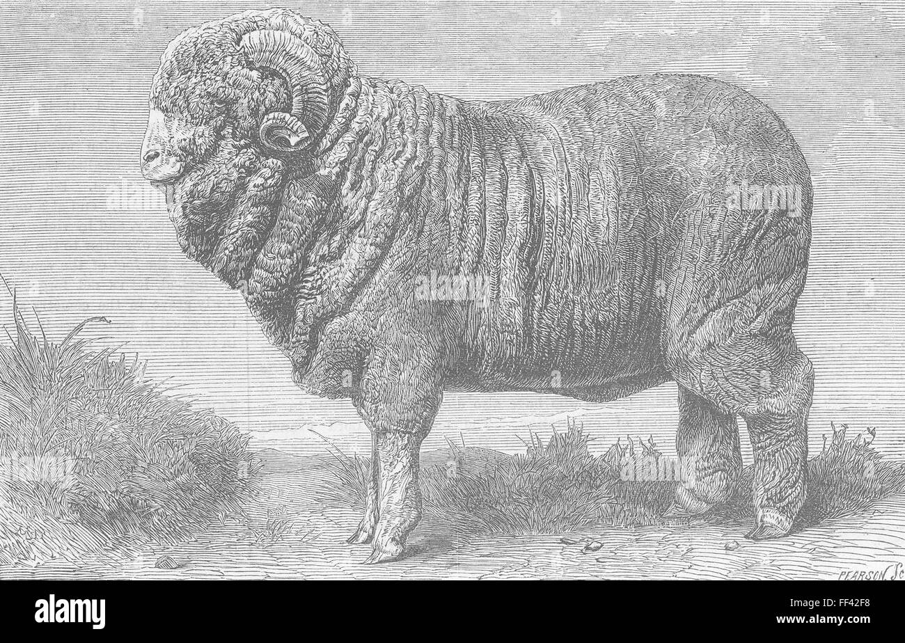 Allemagne Merino Ram, exposé, Dresde 1865. Illustrated London News Banque D'Images