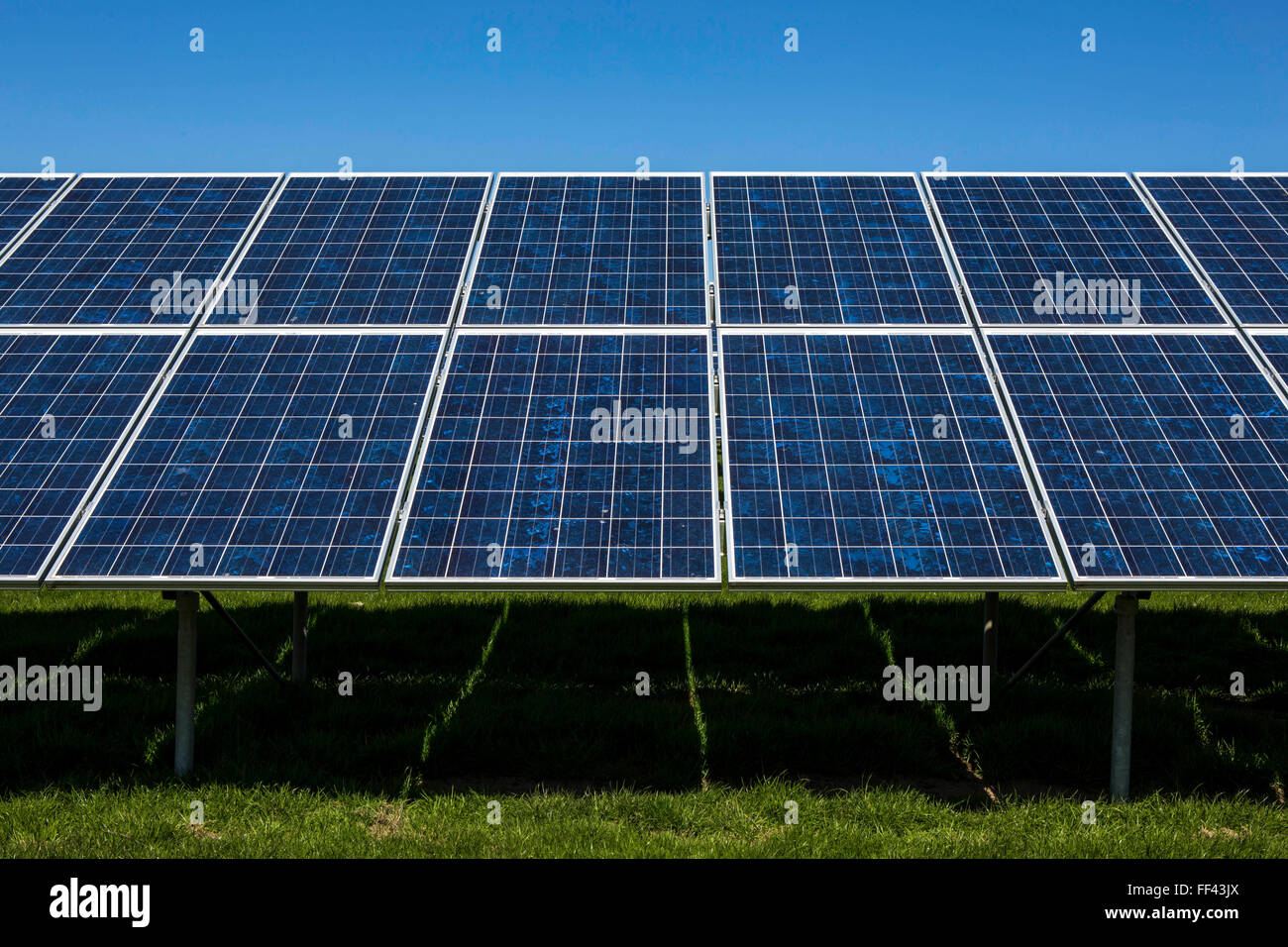 Des rangées de panneaux solaires photovoltaïques dans un champ pour la production d'électricité. L'énergie renouvelable à Wadebridge, Cornwall, UK. Banque D'Images