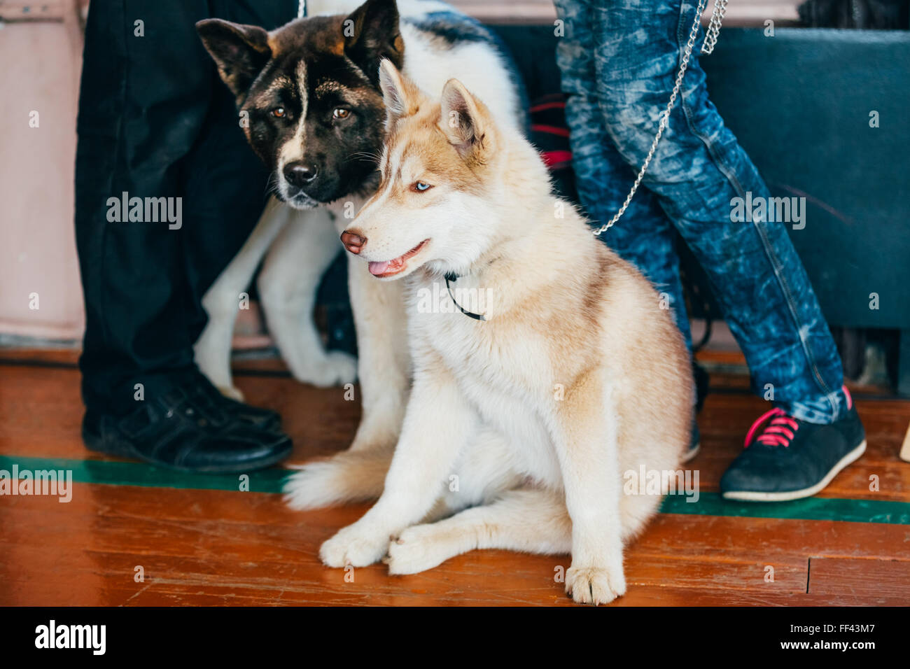 Les jeunes heureux chiot Husky Eskimo Dog et Akita américain assis ensemble sur plancher en bois Banque D'Images
