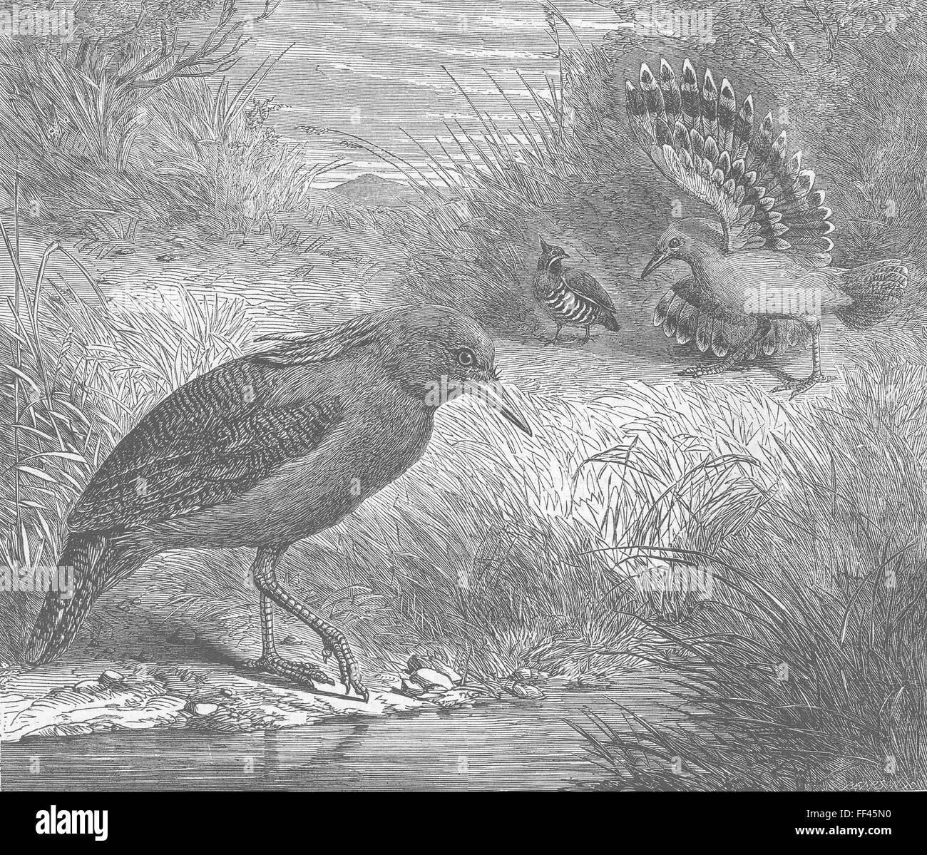 Oiseaux Oiseaux australiens, Kagu(Rhinochetus Jubatus) 1863. Illustrated London News Banque D'Images