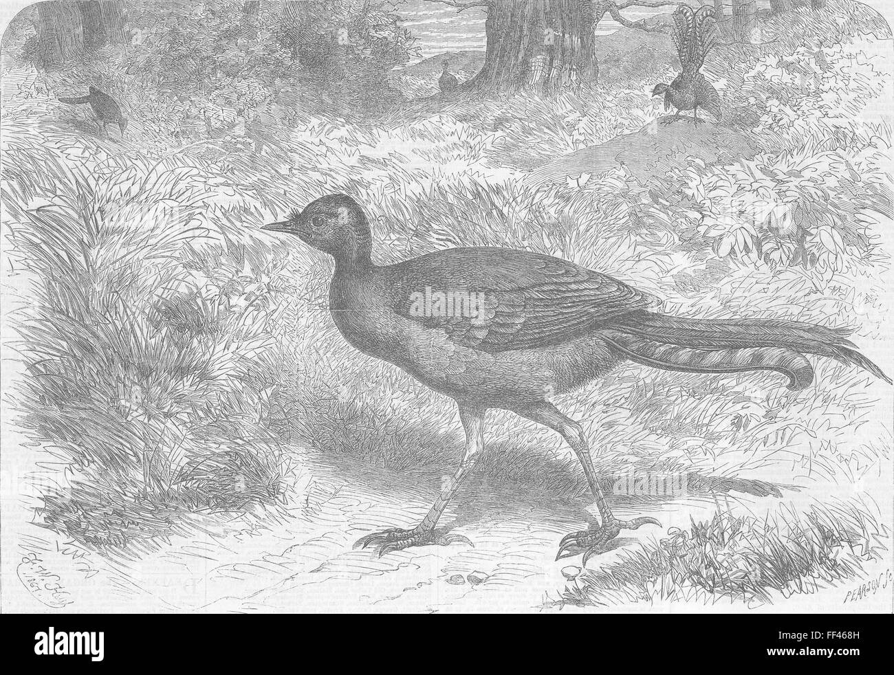 Les oiseaux du Zoo de Londres l'oiseau lyre 1867. Illustrated London News Banque D'Images