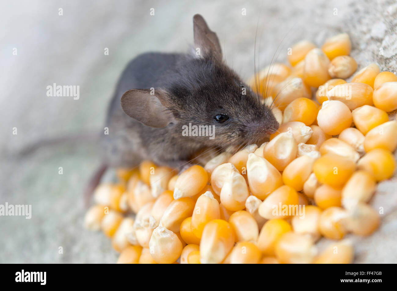 Bebe Souris Sauvages Mangent Du Mais Jaune Photo Stock Alamy