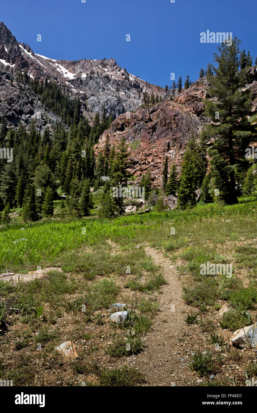 Californie - Sentier du bassin de l'ours par escalade dans un pré vert Alpes Trinity Wilderness Area ; Shasta-Trinity National Forest. Banque D'Images