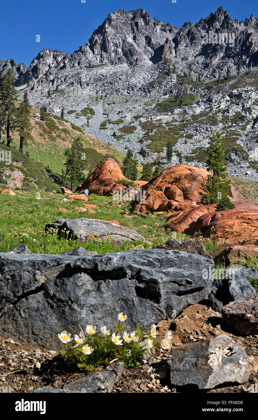 Californie - Western pasqueflower blooming ci-dessous Bee Tree Gap sur le long Canyon Trail à Trinity Alpes région sauvage. Banque D'Images