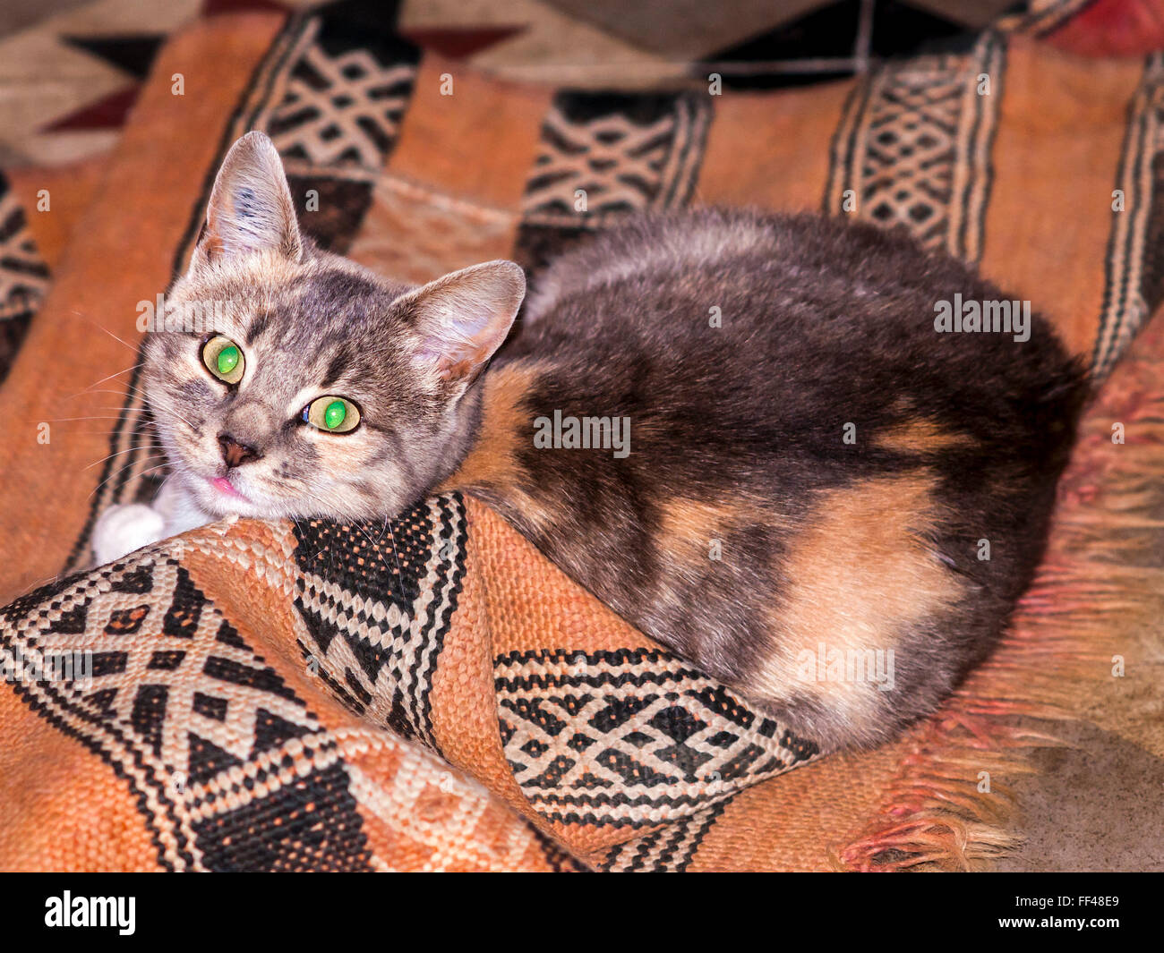 Chat domestique jouant avec tapis - France. Banque D'Images