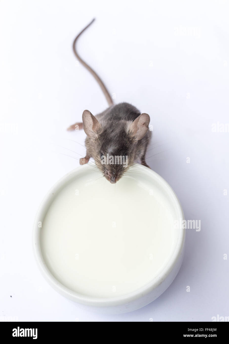 Bebe Souris Sauvages Boire Du Lait Sur Fond Blanc Photo Stock Alamy