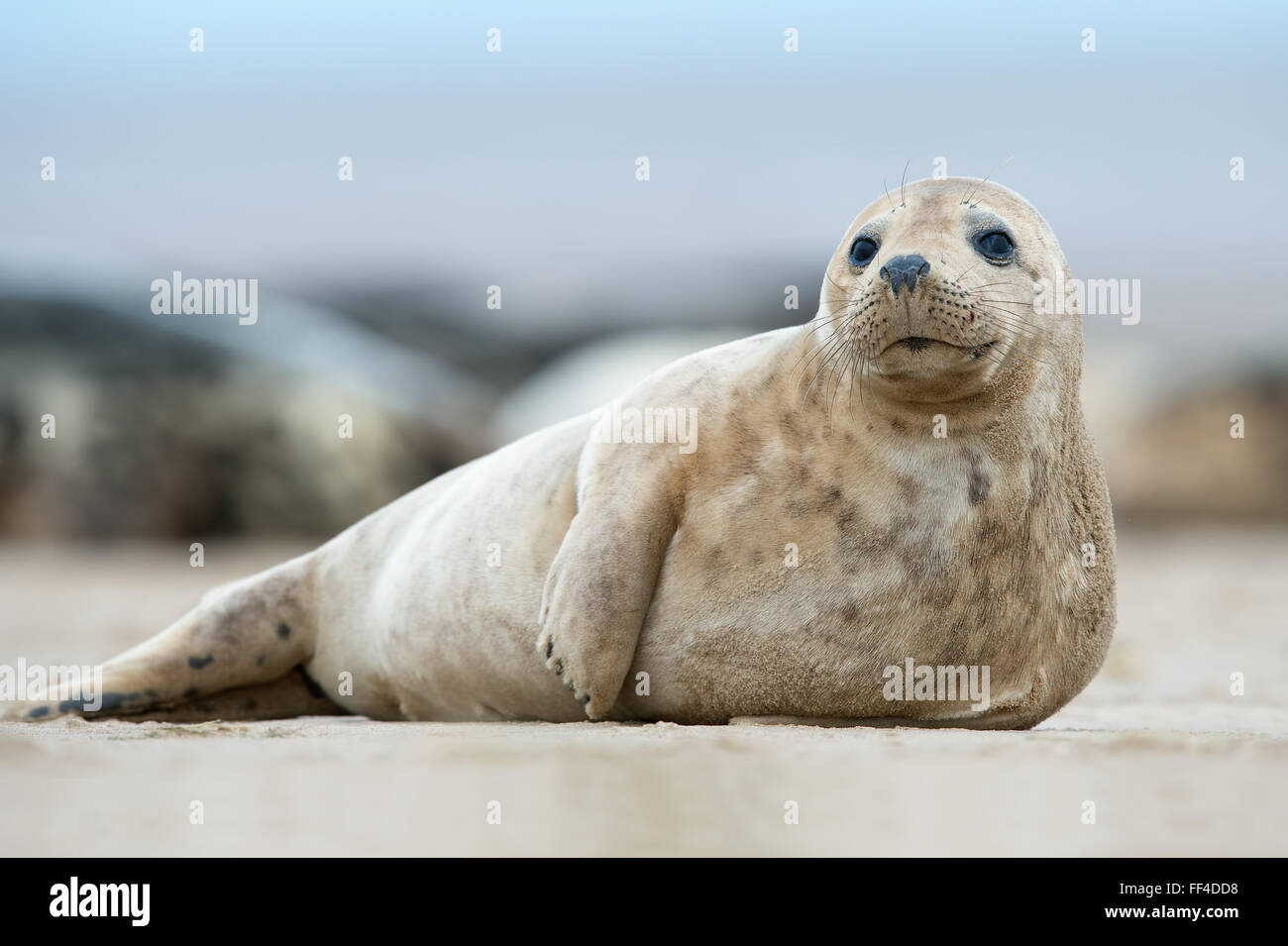 Bébé Phoque gris de l'Atlantique (Halichoerus grypus) Banque D'Images